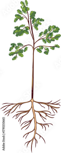 Abstract deciduous tree with root system isolated on white background