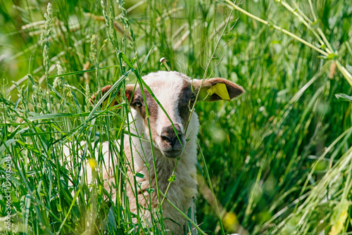 Young black and white lamb