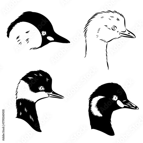 wild duck bird, vector sketch