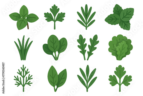 Various fresh green herb leaves collection on white background.
