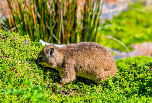 A view of a rock hyrax on the shoreline at Hermanus, South Africa in springtime
