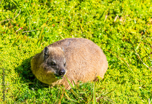 A view of a rock hyrax on the sitting on vegetation at Hermanus, South Africa in springtime