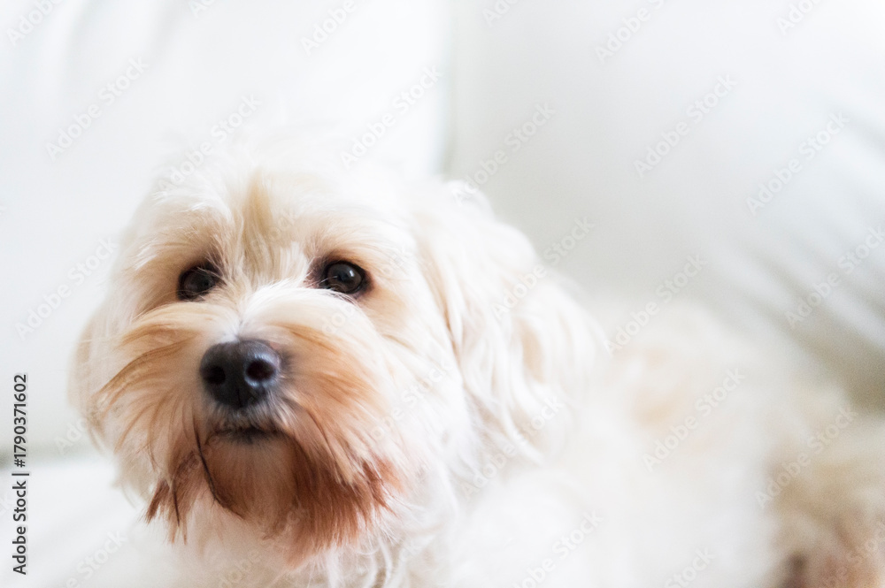 Obraz premium Tibet Terrier Zuhause auf dem Sofa