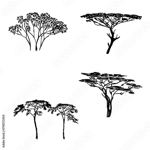 African savanna trees, vector sketch