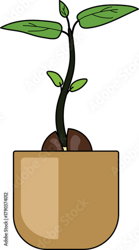 Sprout of avocado plant (Persea americana)  on a white background