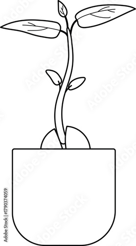  Coloring page with sprout of avocado plant (Persea americana) 