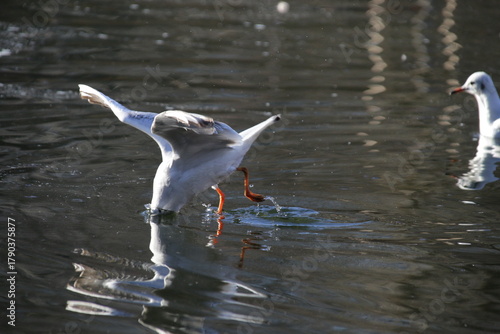 Lachmöwe beim Tauchen