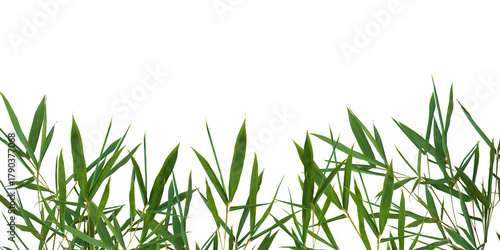 Bamboo green leaves. Floral border element universal use isolated