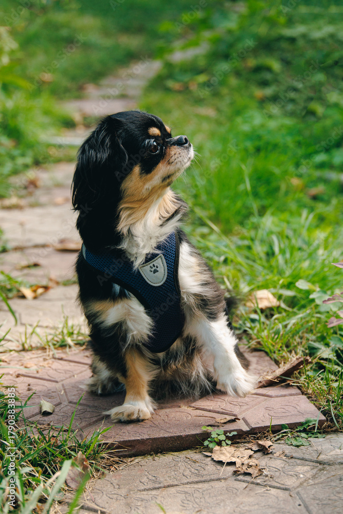 Obraz premium Small long-haired Chihuahua dog wearing a blue harness sitting on a garden path and looking sideways in natural daylight