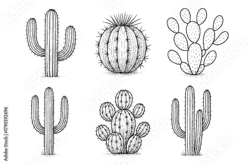 Six vector sketches of cactus plant