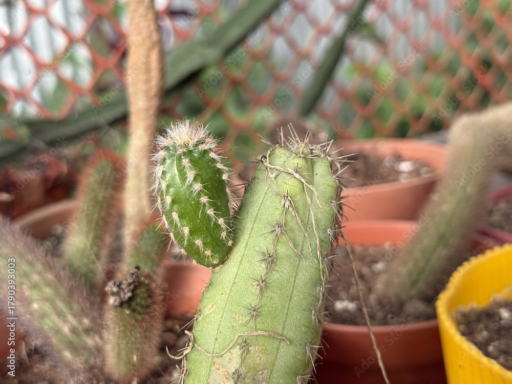 Naklejka premium Close up shows a green cactus with spines and new growth in high resolution photo