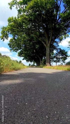 Tranquil asphalt trail surrounded by oaks, Peaceful walking or biking trail bordered by lush grass and shaded oak trees