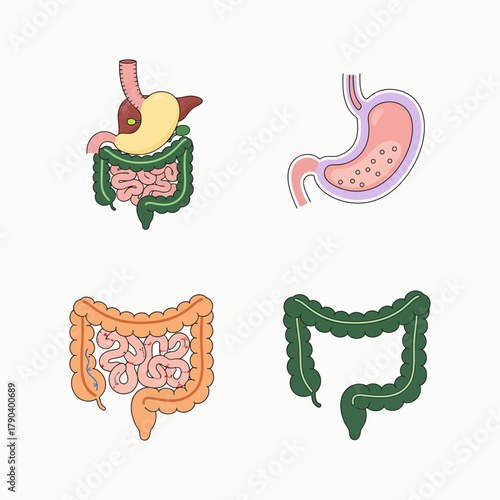 Understanding Digestive Anatomy: A Comprehensive Overview of the Human Digestive System