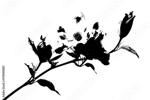 Elegant Black White Botanical Art: Three Simplified Pointed Dogwood Flower Branch Petals | Clean, isolated vector art for creative projects.