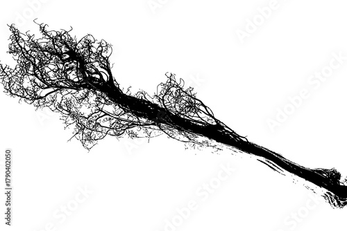 Whispers Wild: Trumpet Vine's Aerial Root System | Clean, isolated vector art for creative projects.