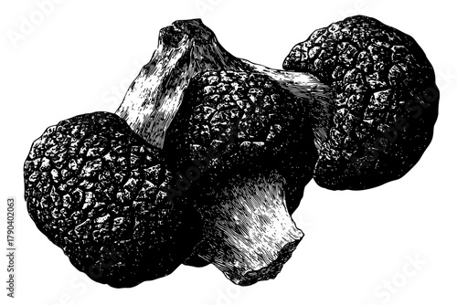 Fungal Frenzy: Close- Journey Through Truffle Kingdom | Clean, isolated vector art for creative projects.