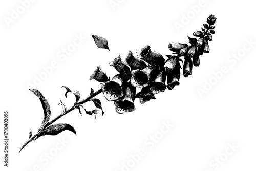 Ephemeral Elegance: Foxglove Flower Spikes Vintage Black White | Clean, isolated vector art for creative projects.