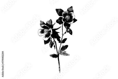 Elegant Black White Flower Bouquet | Clean, isolated vector art for creative projects.