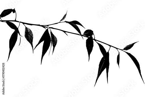 Silhouette weeping willow branch | Clean, isolated vector art for creative projects.