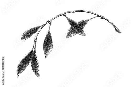 Whispers Willow | Clean, isolated vector art for creative projects.