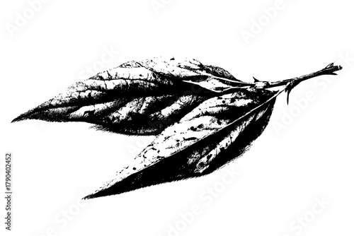 Ephemeral Symphony: Weigela Twig's Journey Through Seasons | Clean, isolated vector art for creative projects.