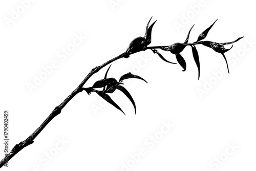 Silhouette Weeping Willow Branch | Clean, isolated vector art for creative projects.