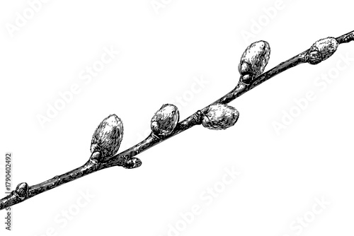 Elegant Branch Willow | Clean, isolated vector art for creative projects.
