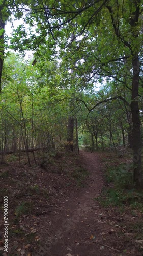 Glimpse of secret forest clearing, Tranquil dirt track weaving through dense foliage toward elusive sundappled open