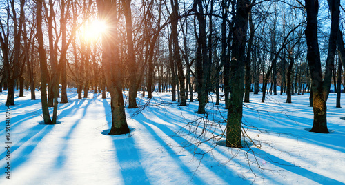 Foto Winter landscape, sunny winter park at sunset, natural winter background with tr
