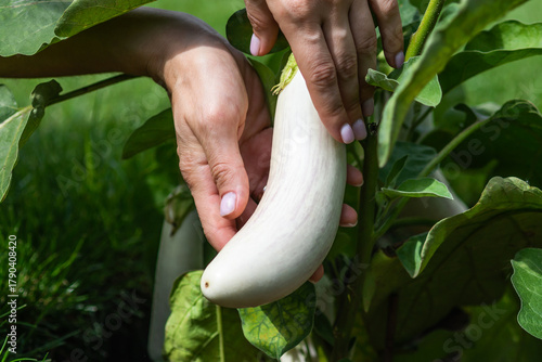 Close-up image of a white eggplant on the plant being held by a human hand. Concept of organic farming, home gardening, and healthy eating