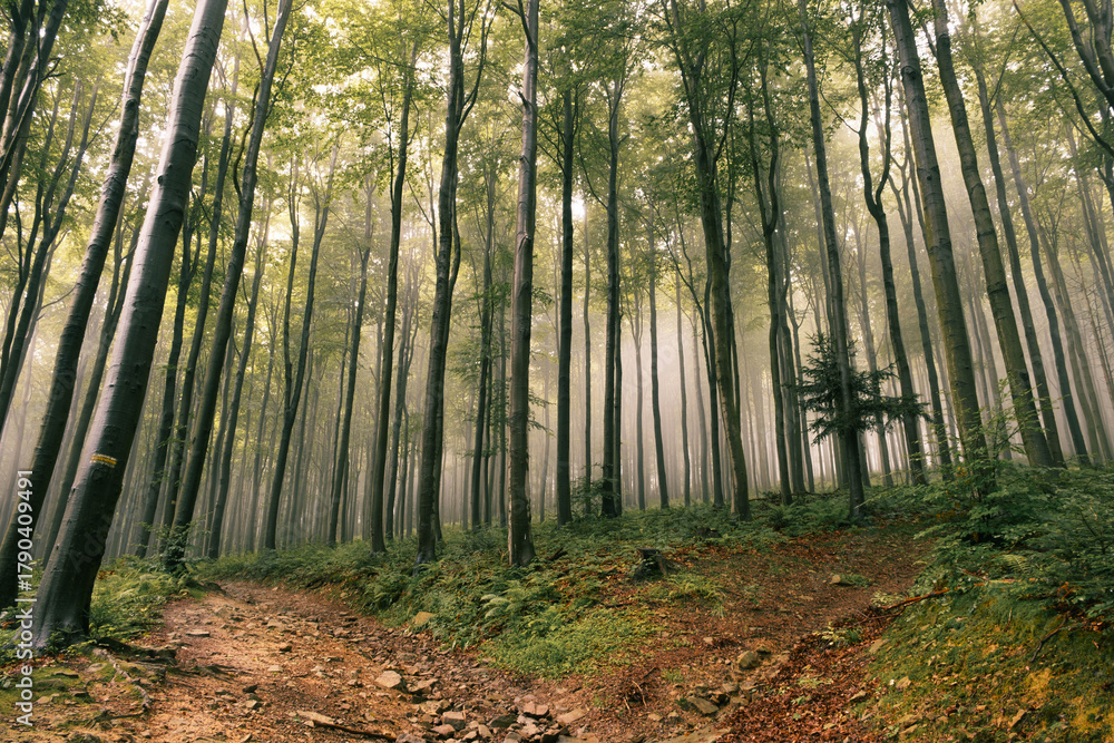 Fototapeta premium A fork in the forest hiking trails in the foggy, morning forest.