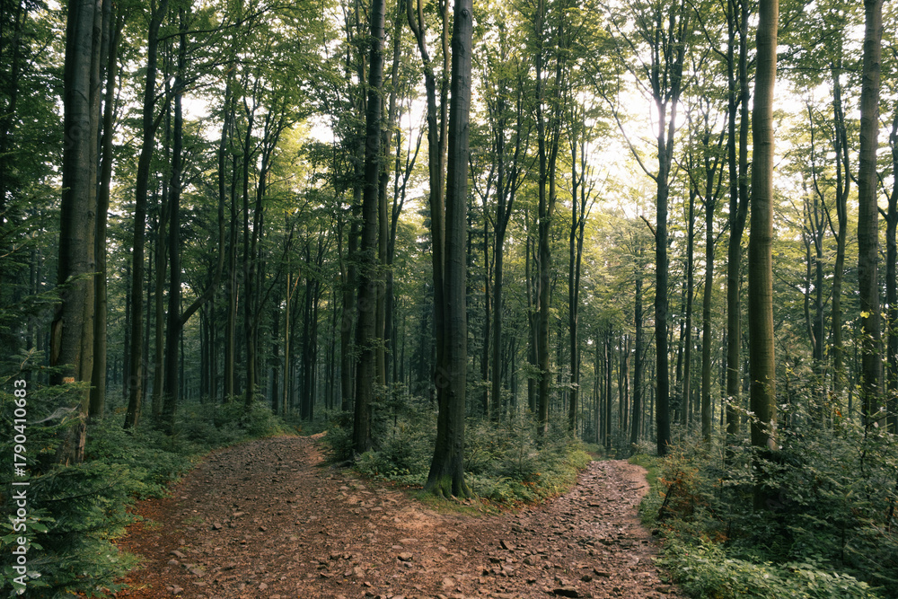 Obraz premium A fork in the forest path.