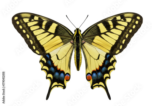 Isolated Eastern Tiger Swallowtail butterfly with beautiful wings and vibrant yellow patterns