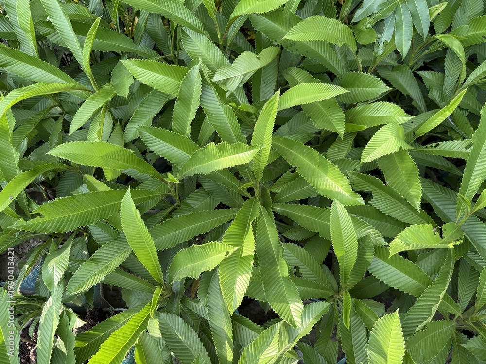 Fototapeta premium Lush leaves form dense foliage in a bright, closeup natural light scene