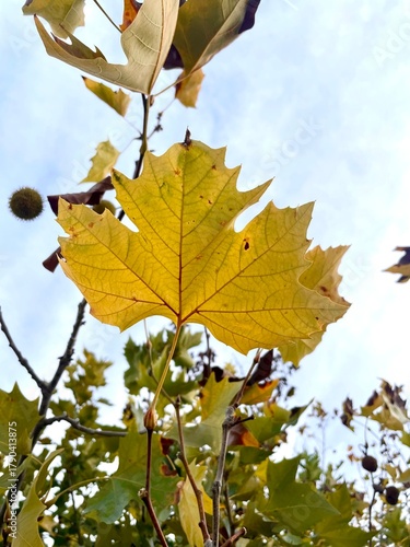 Golden fall foliage on branches, bright yellow leaves in warm autumn sunlight.