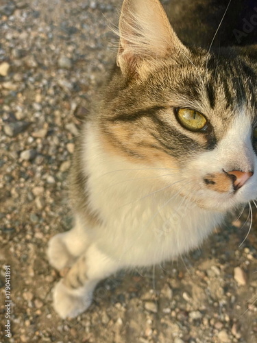 Fluffy beautiful street cat sitting outdoors, stray feline with soft fur and expressive eyes.