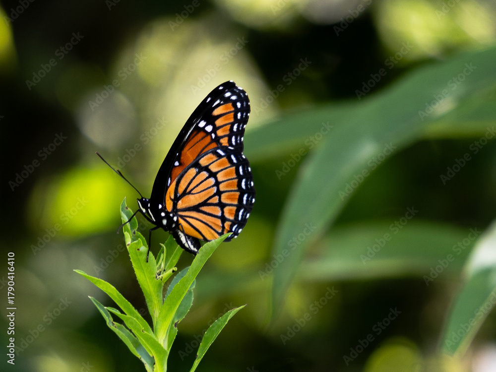 Fototapeta premium Orange and Black Butterfly sitting on a stem