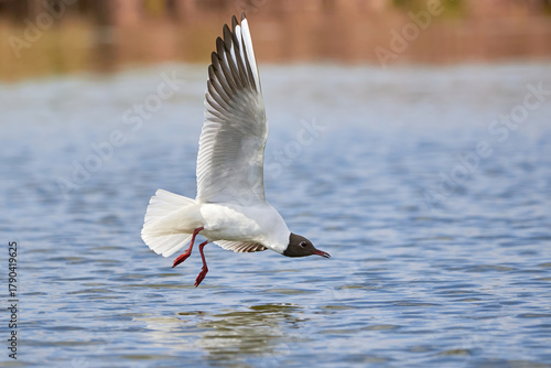 The seagull flying above the surface of water and catching small fish