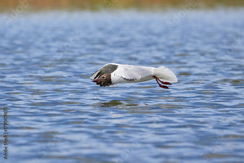 The seagull flying above the surface of water and catching small fish