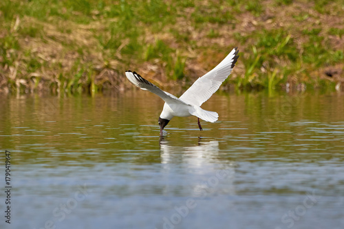 The seagull flying above the surface of water and catching small fish