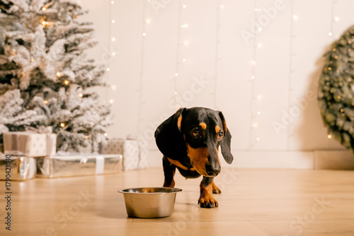 One beautiful black dachshund dog is standing on the floor near an iron bowl. New Year's hundred