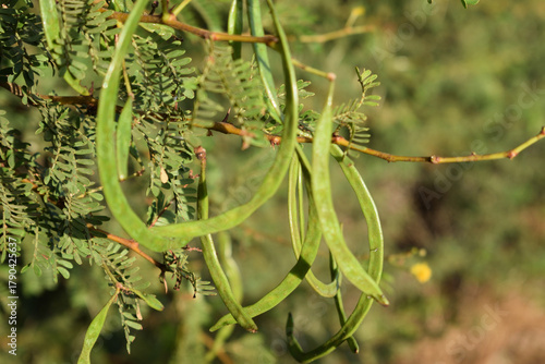 Several green seed pods hang from a branch with small, finely divided leaves against a natural blurred background. Outdoor plant close-up.