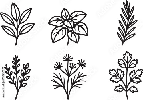traditional medicinal herbs black and white vector illustration.eps