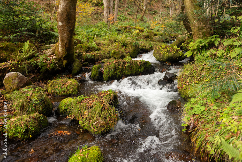 Obraz premium 秋の渓流の流れ