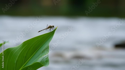 Dragonfly Perched on a Leaf with a Blurred Water Background.