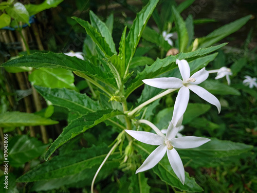Hippobroma longifora (Ki Tolod) is a medicinal plant in the form of an upright terna that reaches a height of 60 cm. Although it has anti-inflammatory properties, unfortunately its sap is poisonous.