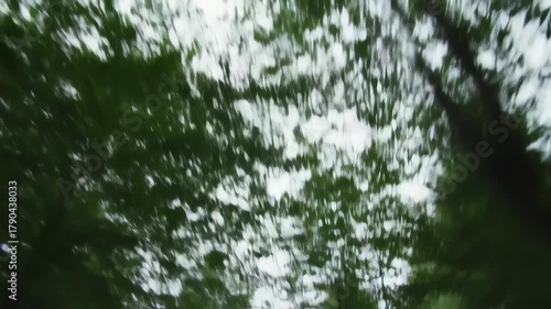 Driving through a lush green forest with tall trees and bright sky.