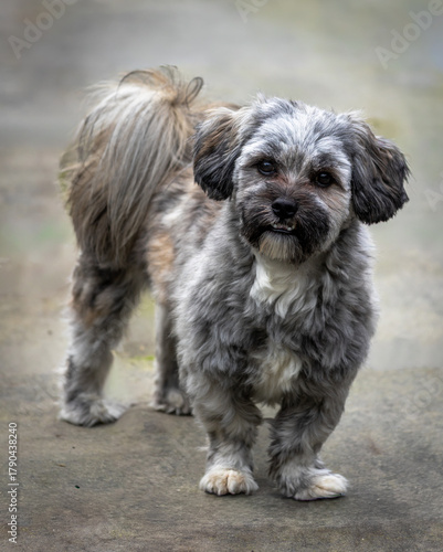 boomer dog portrait