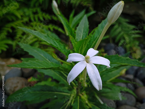 Hippobroma longifora (Ki Tolod) is a medicinal plant in the form of an upright terna that reaches a height of 60 cm. Although it has anti-inflammatory properties, unfortunately its sap is poisonous.