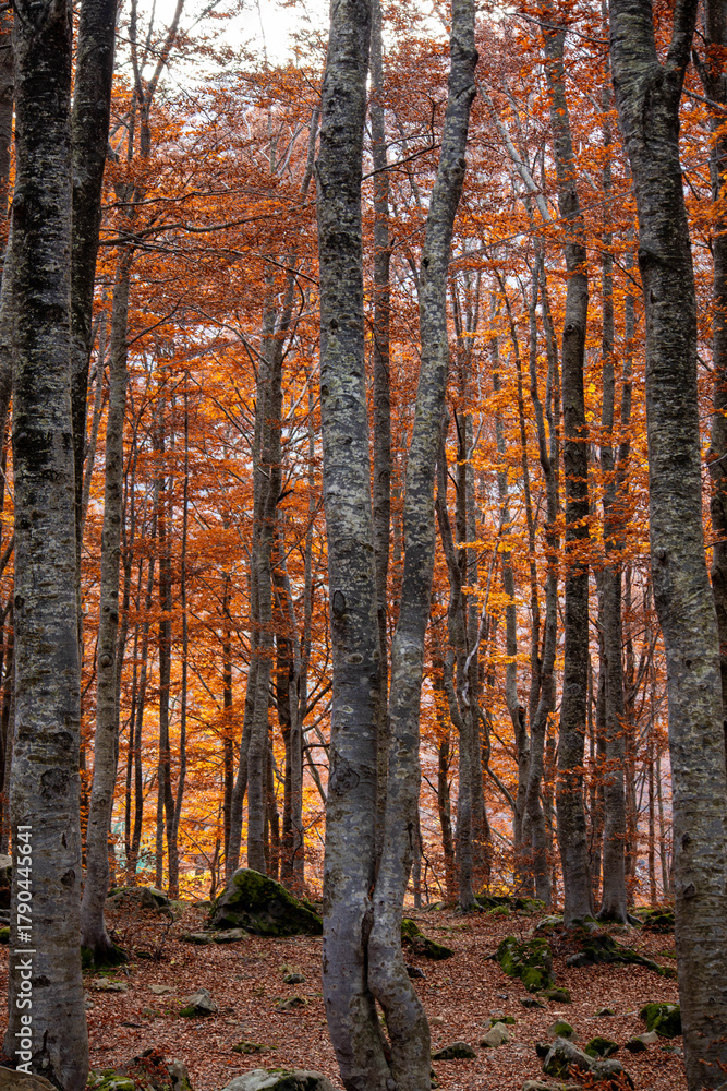 Fototapeta premium Monte Giovo, provincia di Modena, Emilia Romagna
